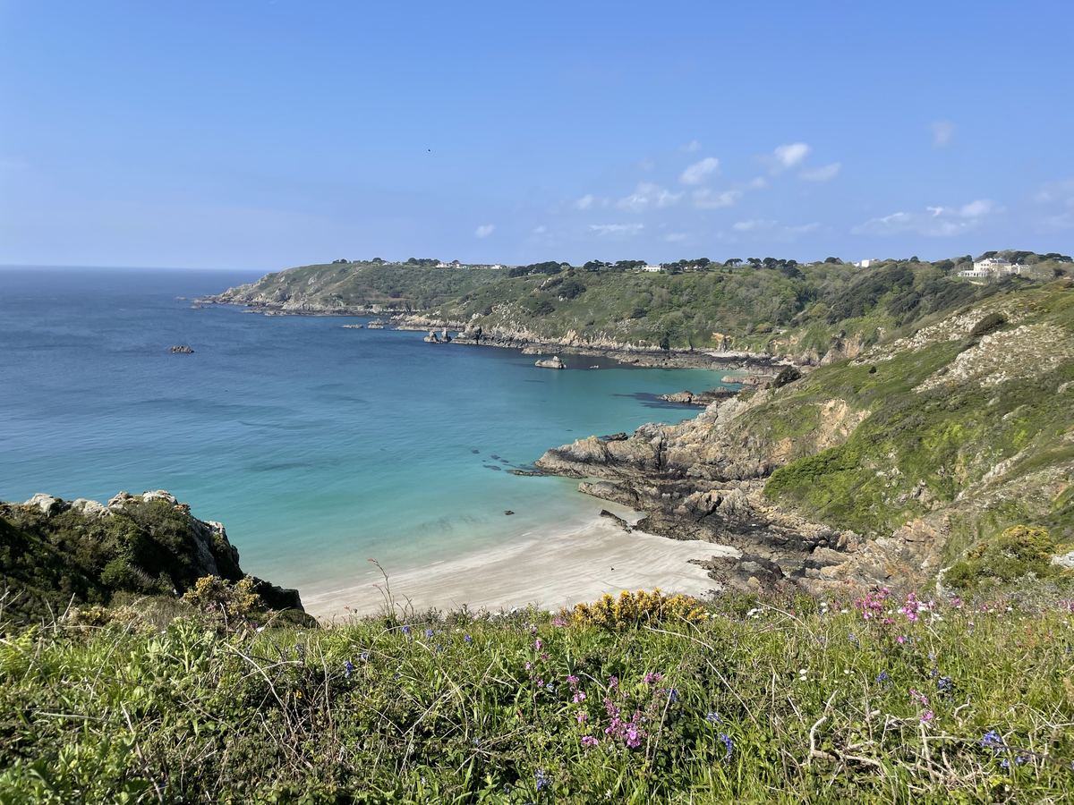 Wildflowers on a cliff top above a sandy bay on Guernsey’s south coast